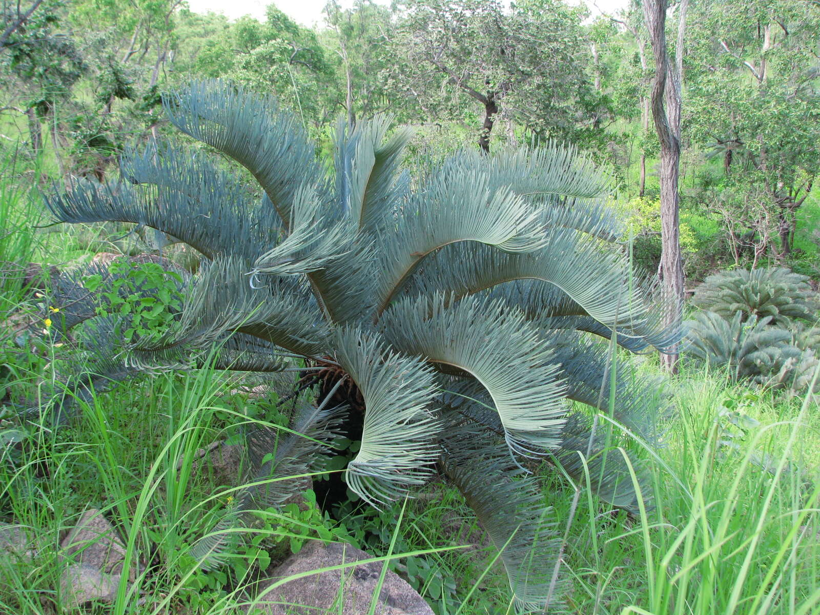 Image of Cycad