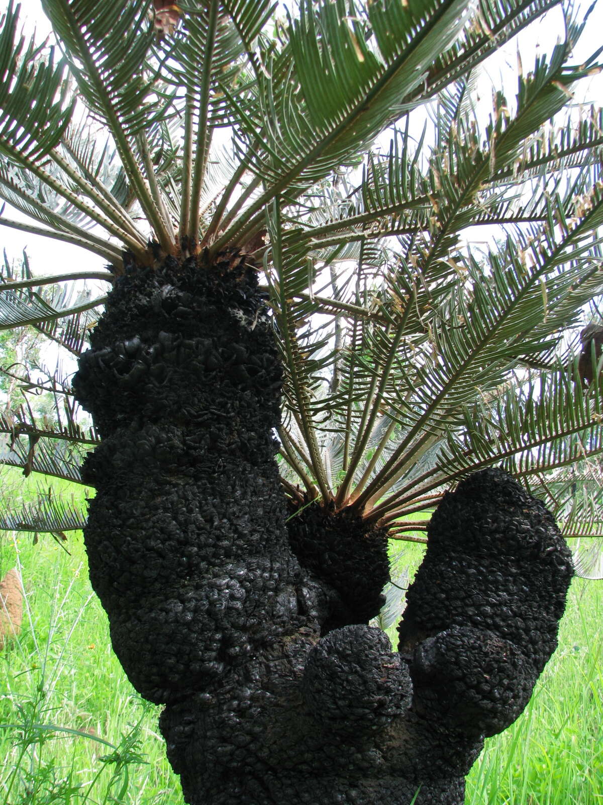 Image of Cycad