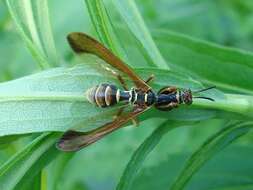 Image of Wasp Mantidfly