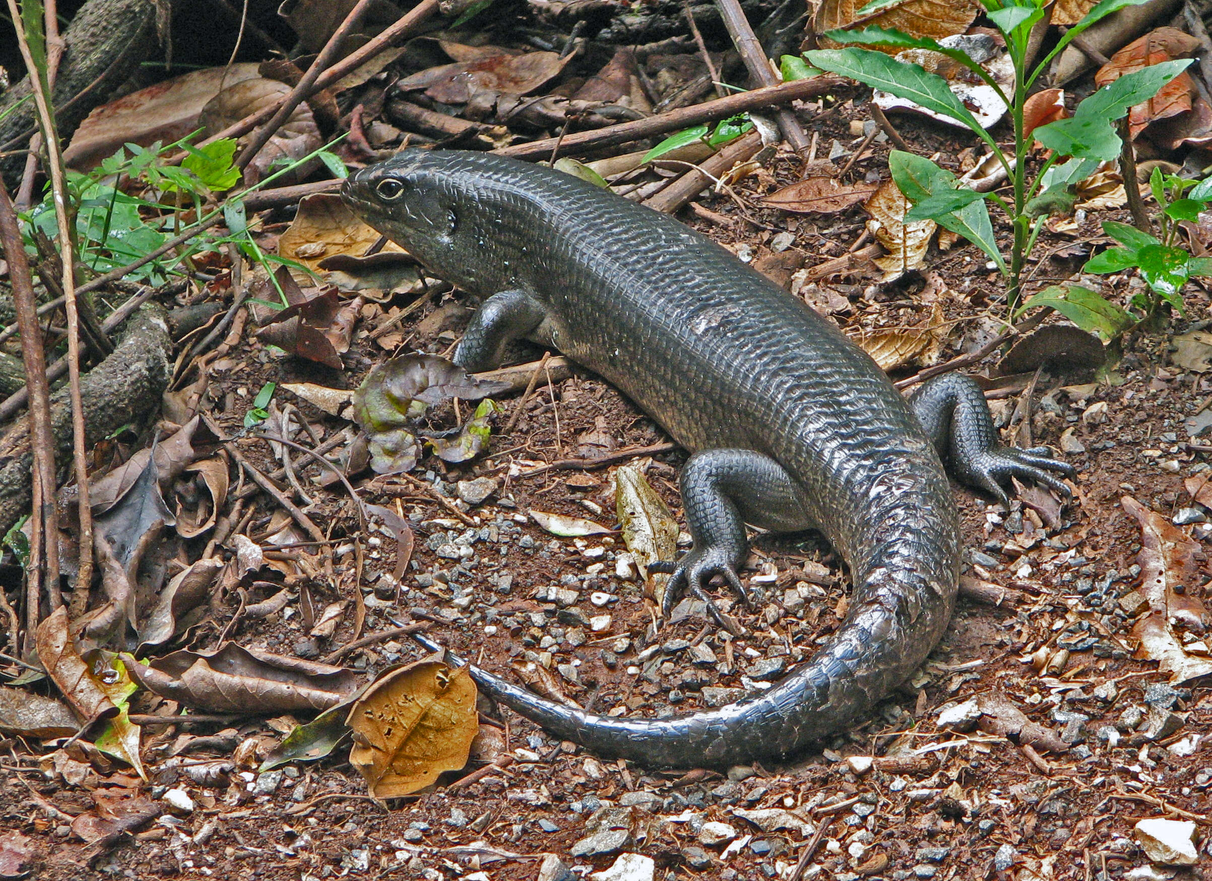 Image of Land Mullet