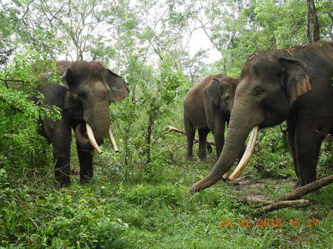 Image of Sumatran Elephant