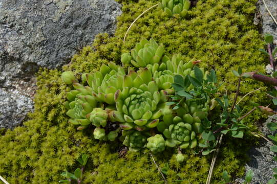 Image de Sempervivum montanum L.