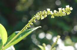 Image de Varronia schomburgkii (DC.) A. Borhidi