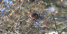 Image of Two-barred Crossbill