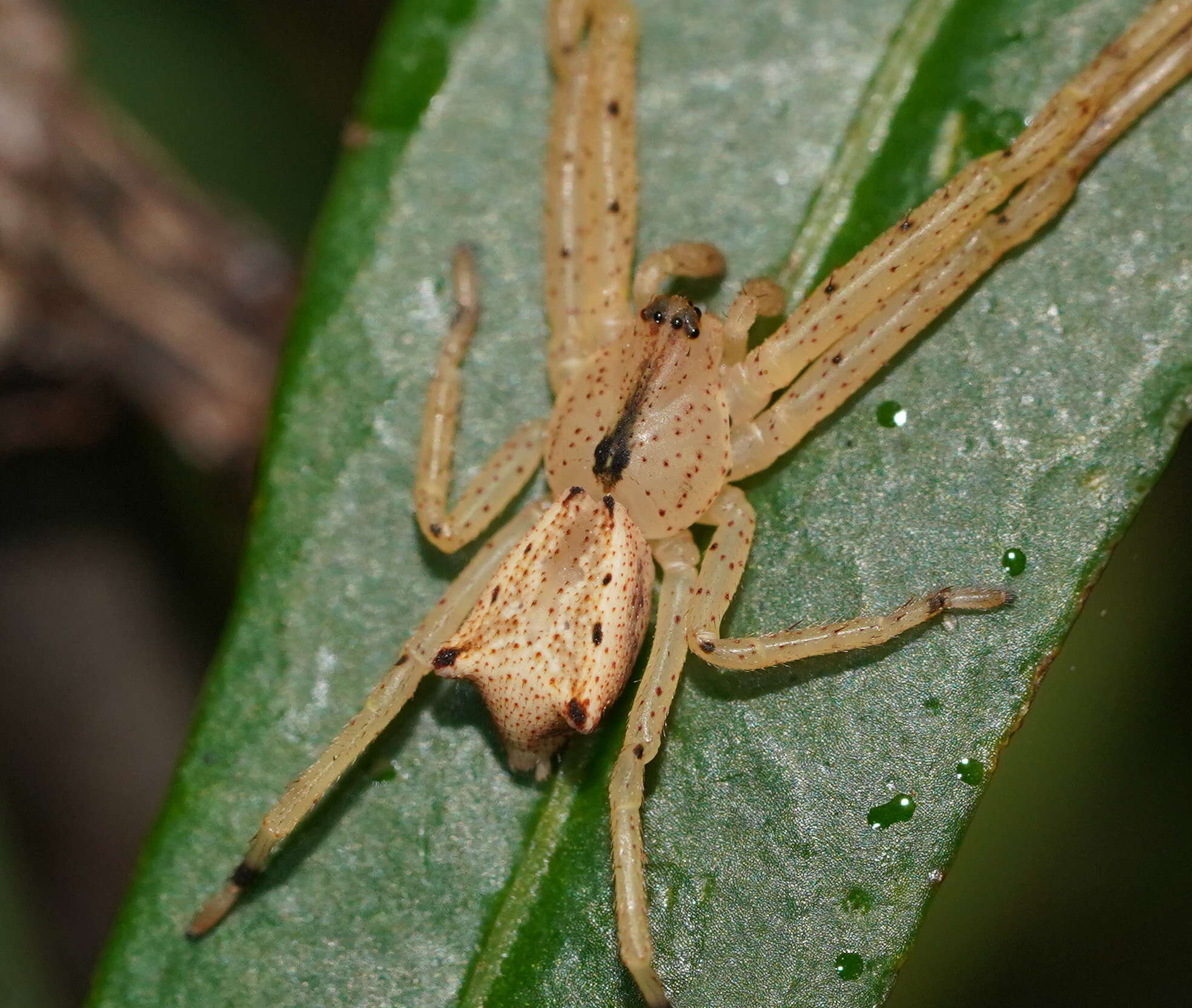 Sivun Sidymella rubrosignata (L. Koch 1874) kuva