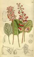 Image de Pyrola asarifolia Michx.