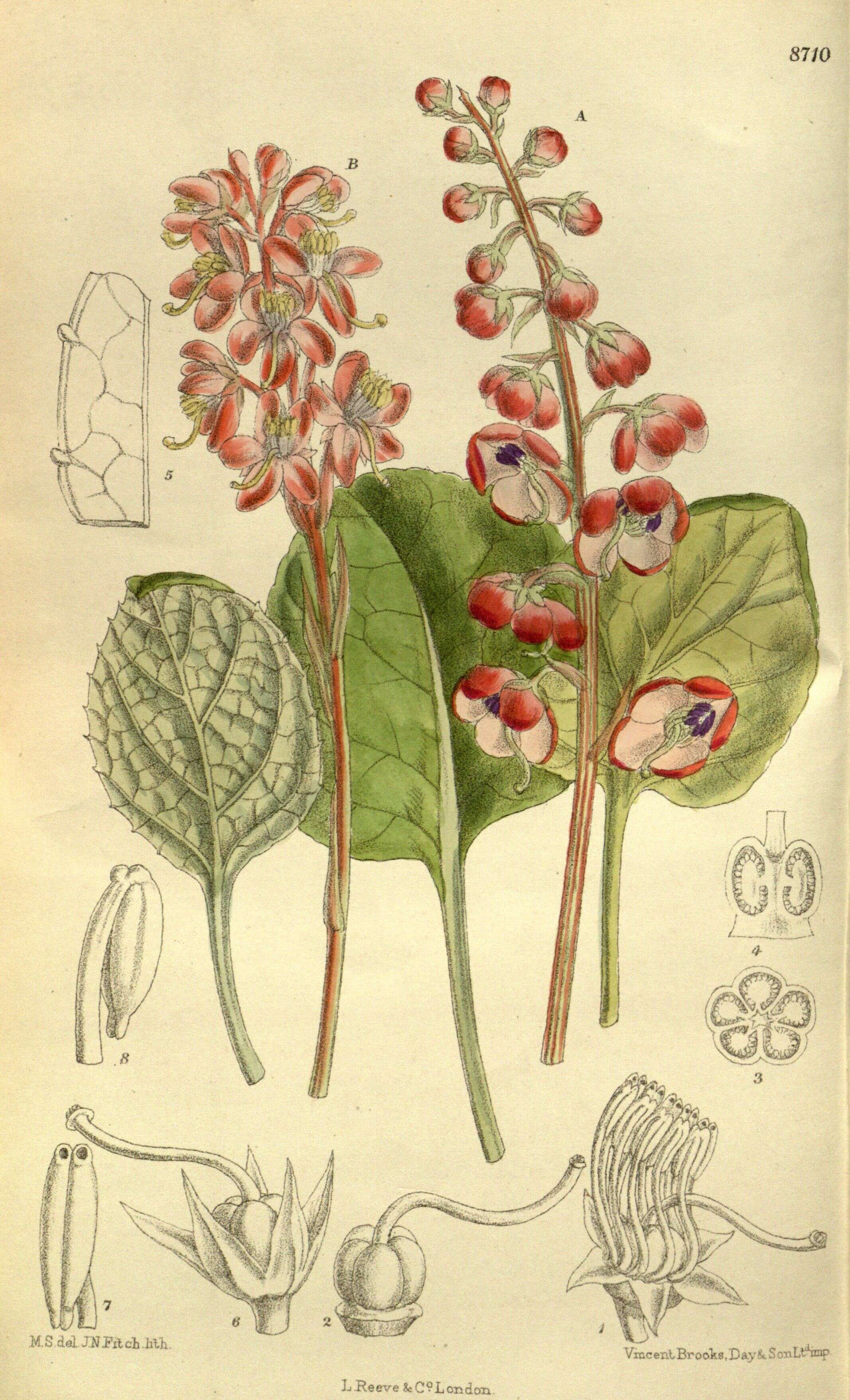 Image de Pyrola asarifolia Michx.