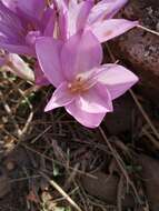 Image of Colchicum feinbruniae K. Perss.