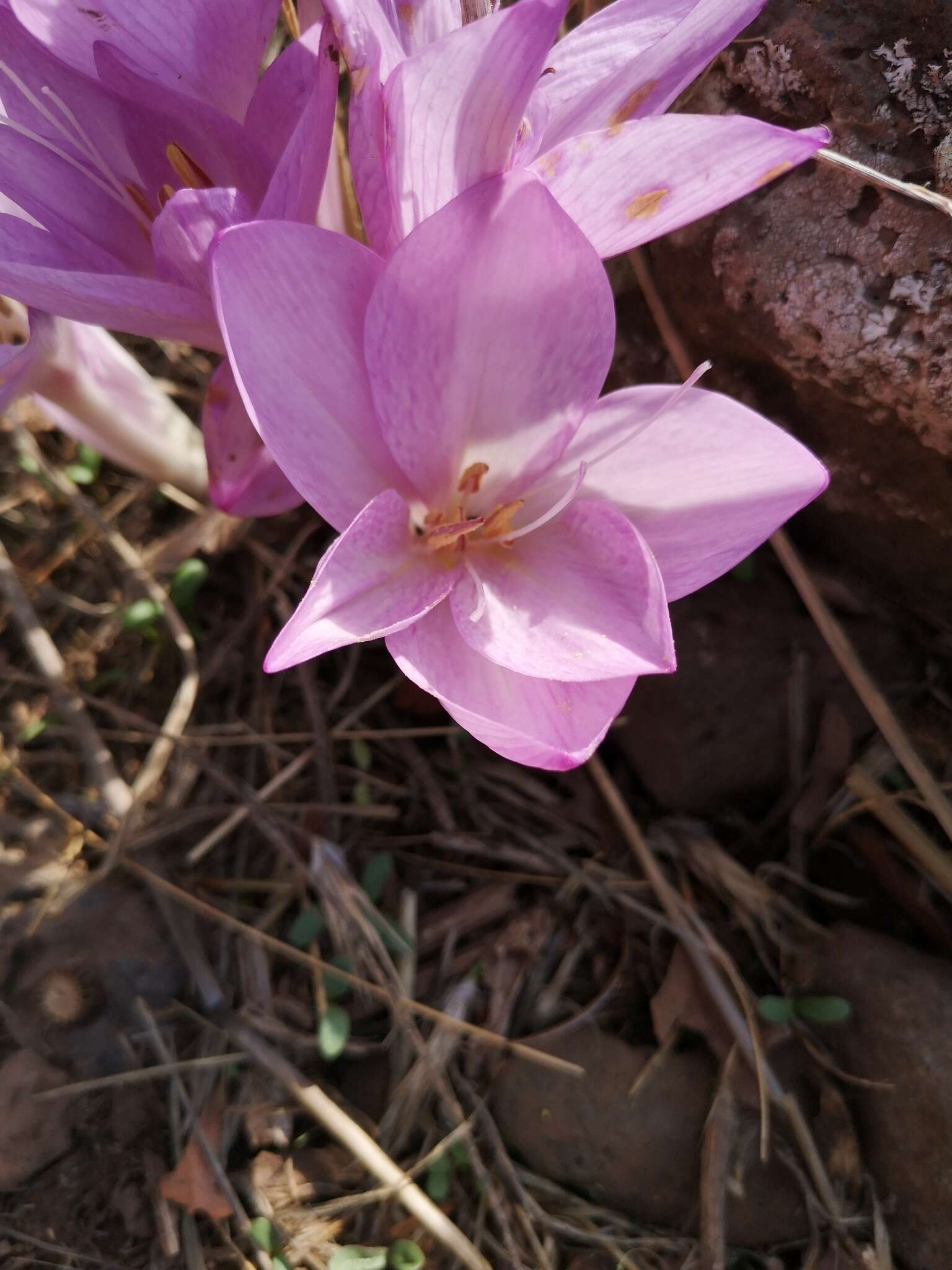 Image of Colchicum feinbruniae K. Perss.