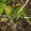 Plancia ëd Pteris rugosifolia