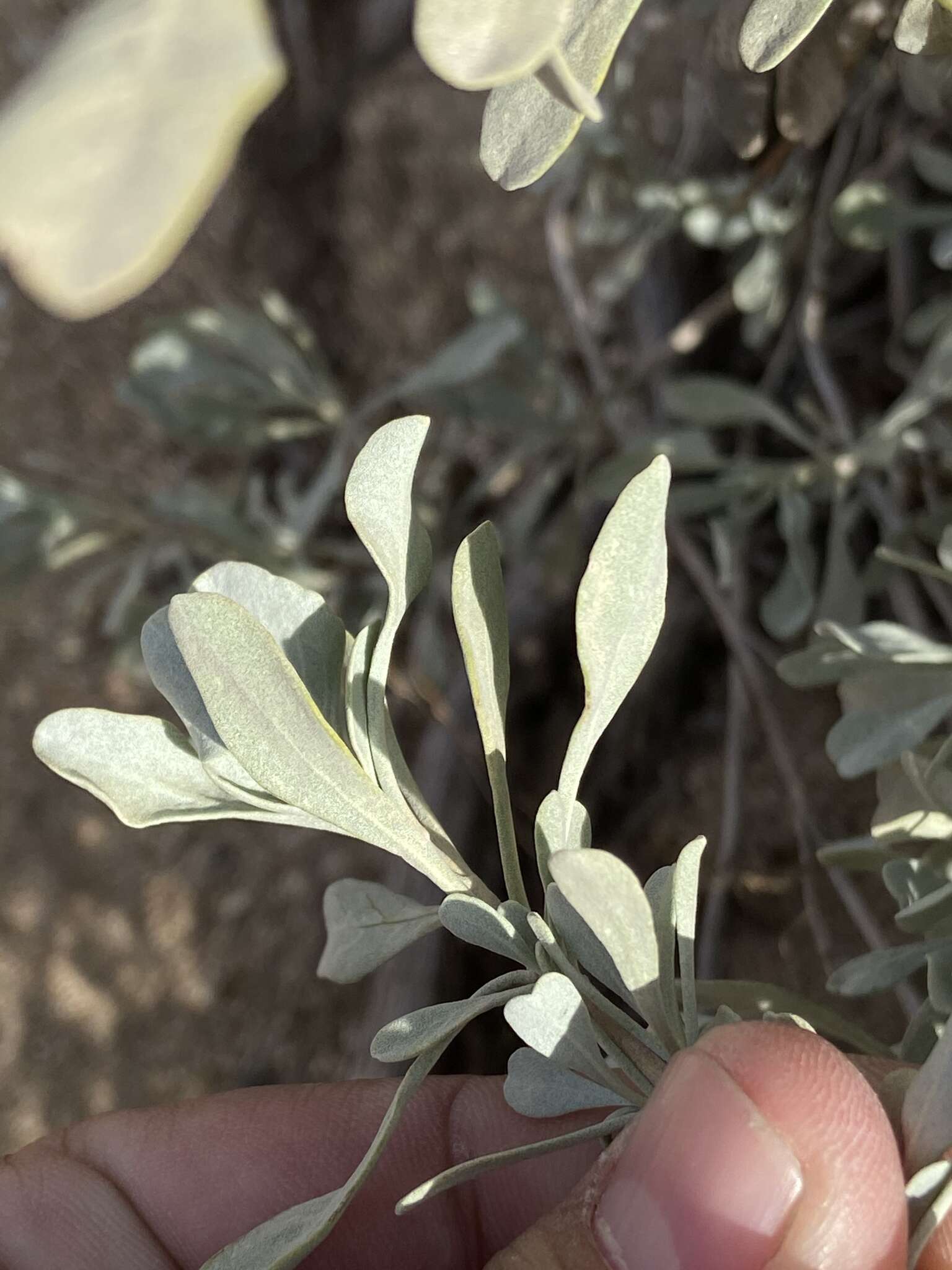 Sivun Salvia pachyphylla subsp. meridionalis R. M. Taylor kuva