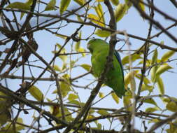 Image of Blue-winged Parrotlet