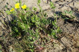 Слика од Potentilla pedata Willd.