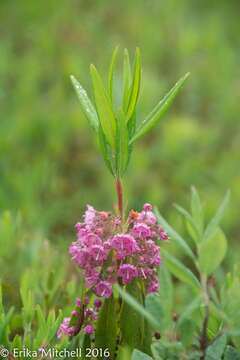 Image of sheep laurel