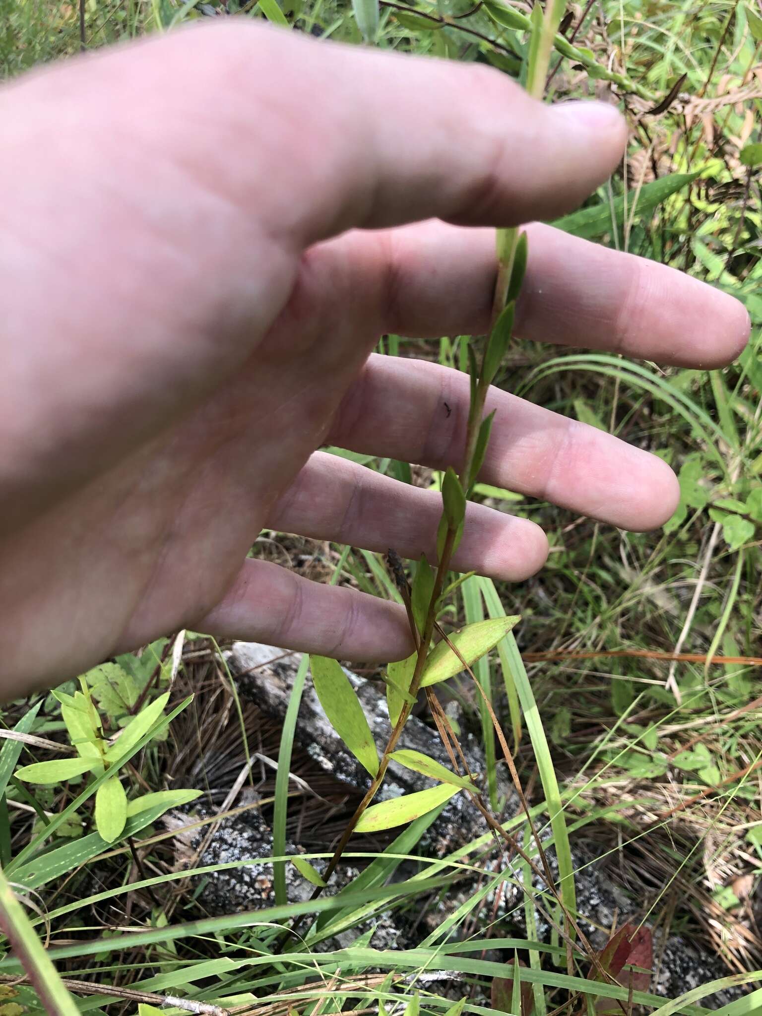 Image of Sandhills Lily