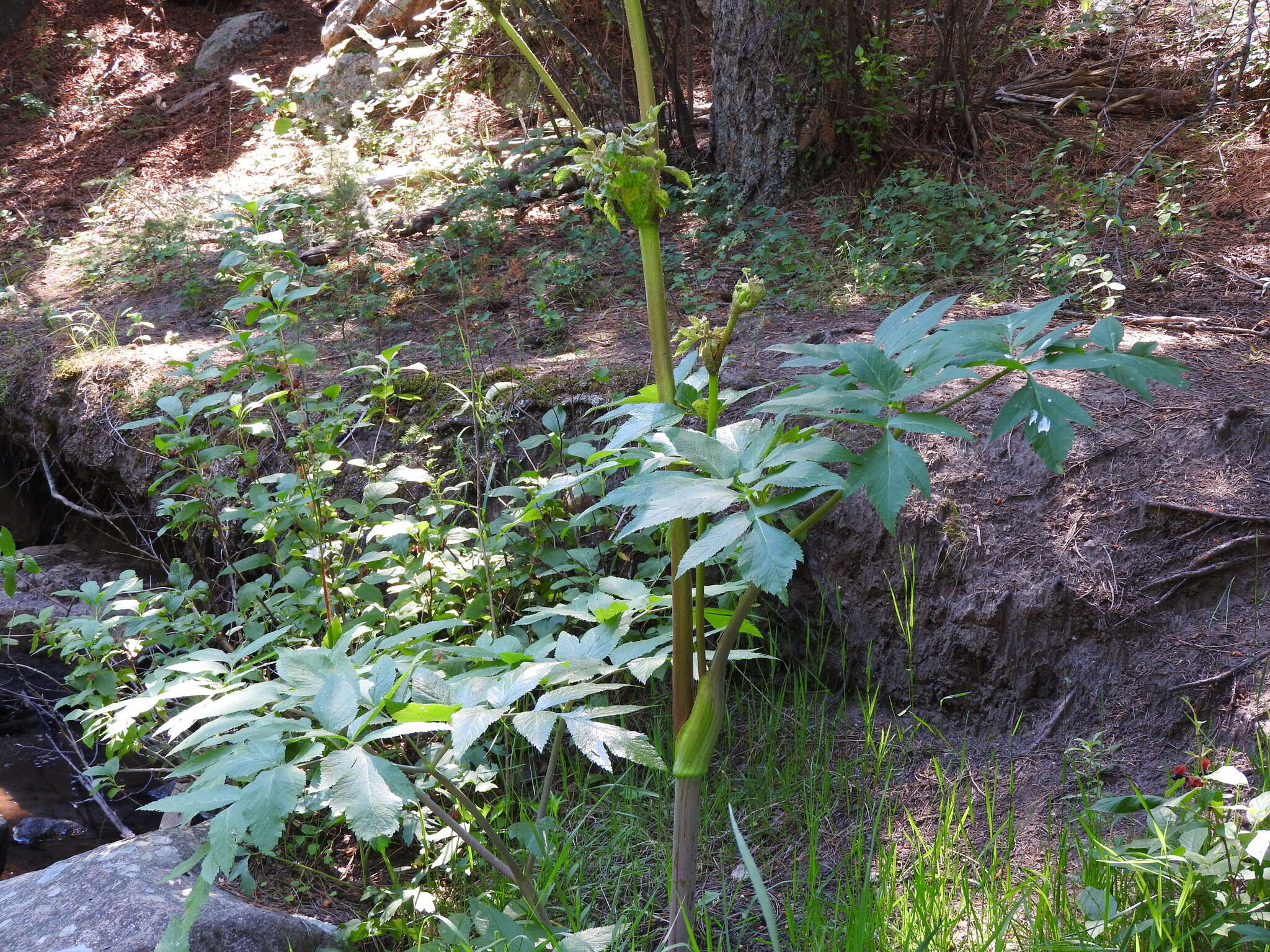 Image of Giant Angelica