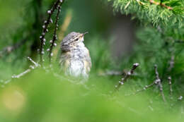 Image of Hume's Leaf Warbler