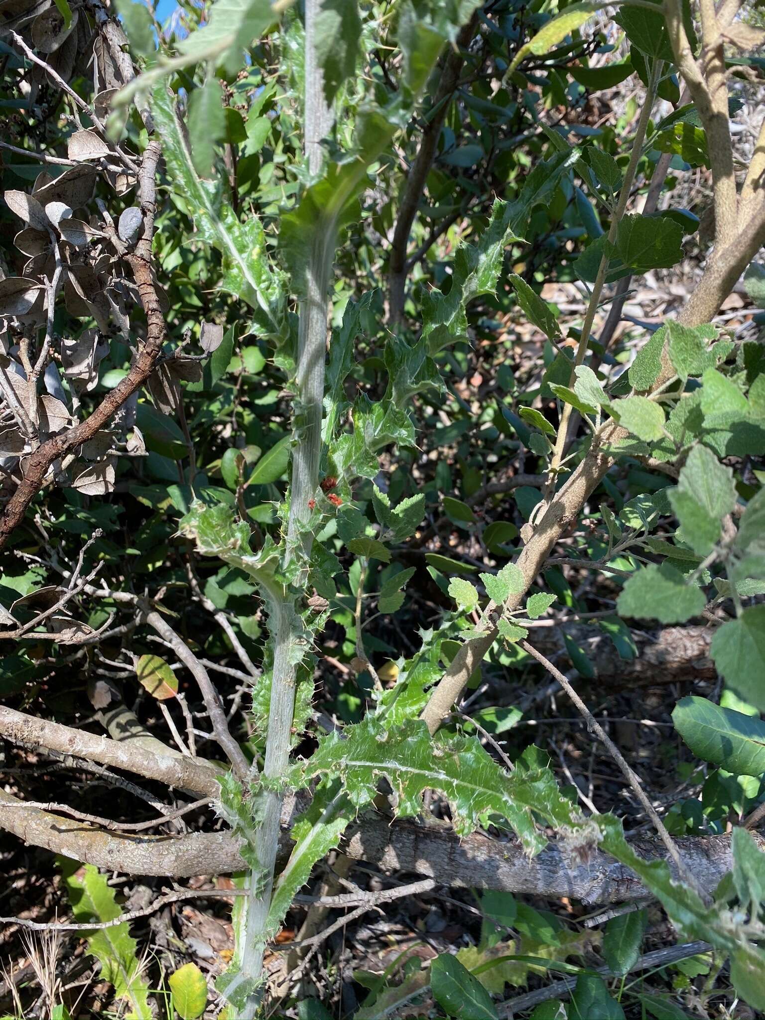 Imagem de Cirsium occidentale var. occidentale