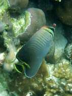 Image of Herringbone Butterflyfish