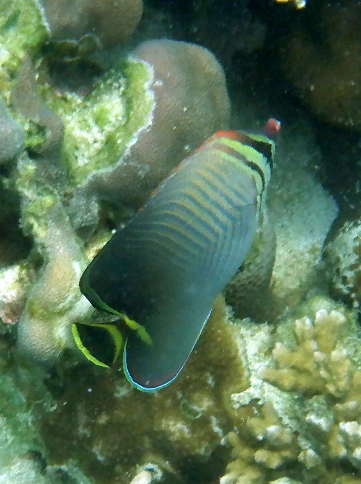 Image of Herringbone Butterflyfish