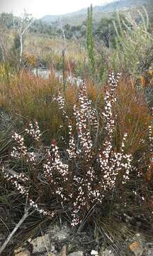 Image of Cyanothamnus rigens