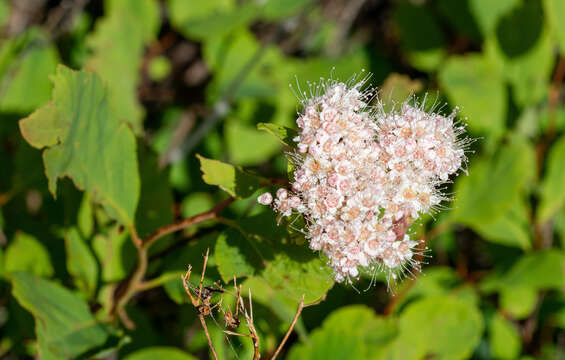 Sivun Spiraea betulifolia var. lucida (Dougl. ex Greene) C. L. Hitchc. kuva