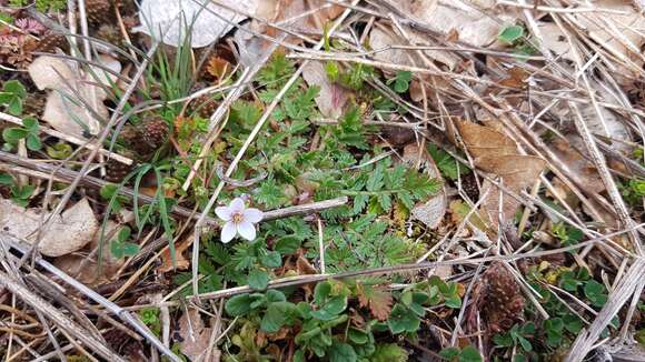 Image of Erodium acaule (L.) Becherer & Thell.