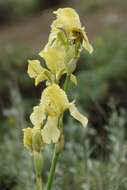 Image of Iris imbricata Lindl.