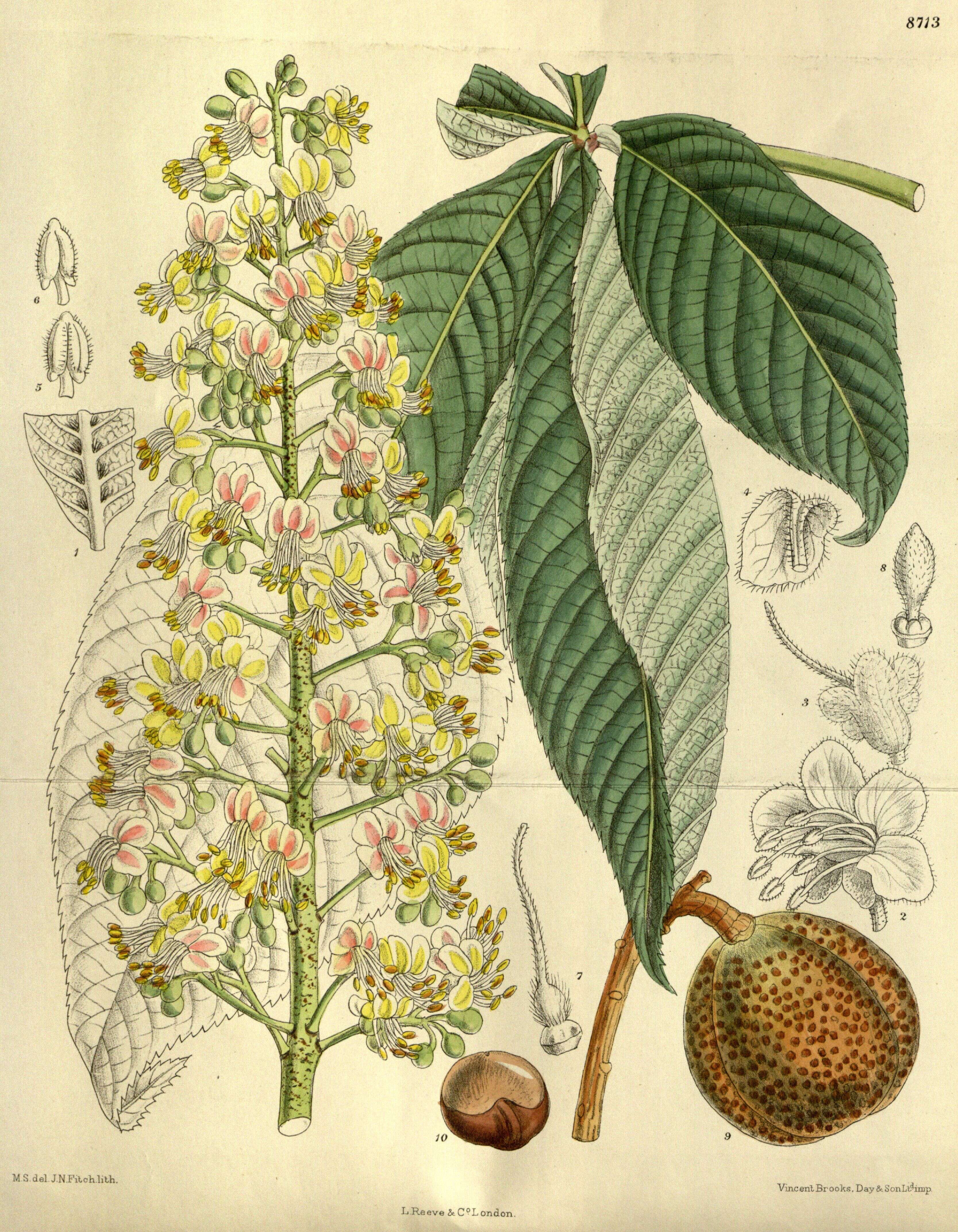 Image of Japanese Horse-chestnut