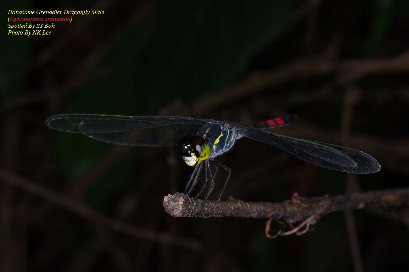 Слика од Agrionoptera sexlineata Selys 1879