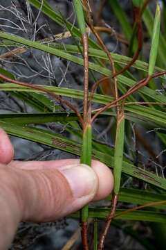 Image of Moraea bituminosa (L. fil.) Ker Gawl.