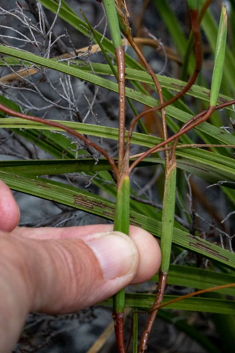 Moraea bituminosa (L. fil.) Ker Gawl. resmi