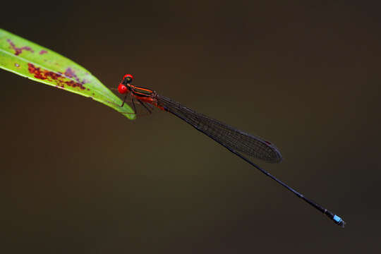 Image of Nesobasis erythrops Selys 1891