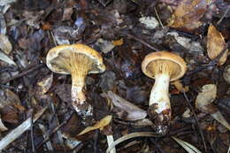 Image of Austropaxillus statuum (Speg.) Bresinsky & Jarosch 1999