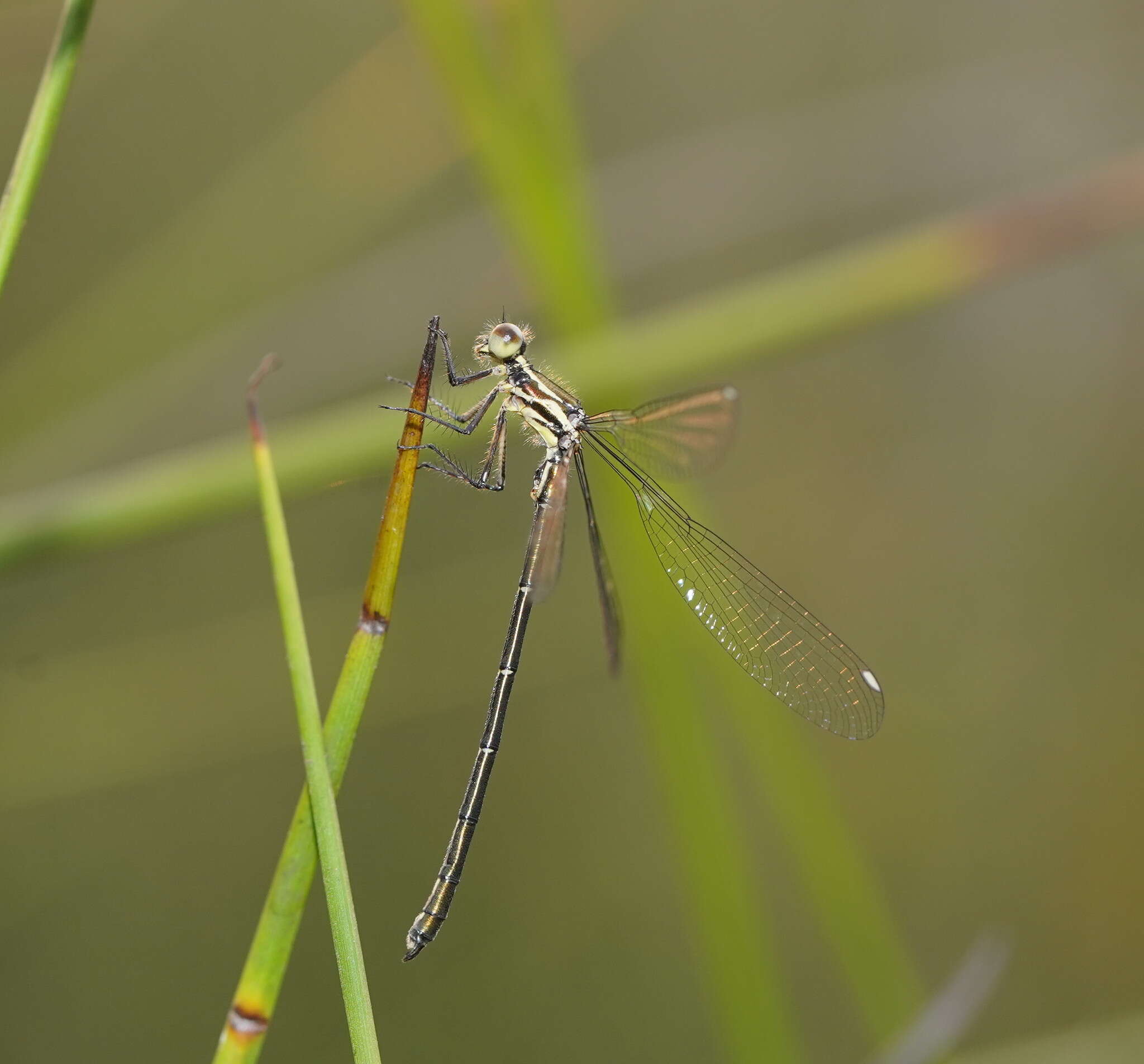 Image of Griseargiolestes griseus (Hagen ex Selys 1862)