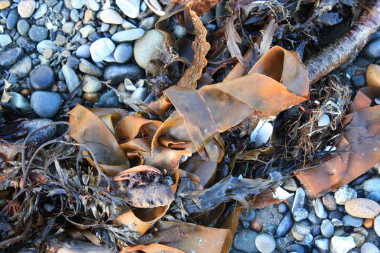 Image of toothed wrack