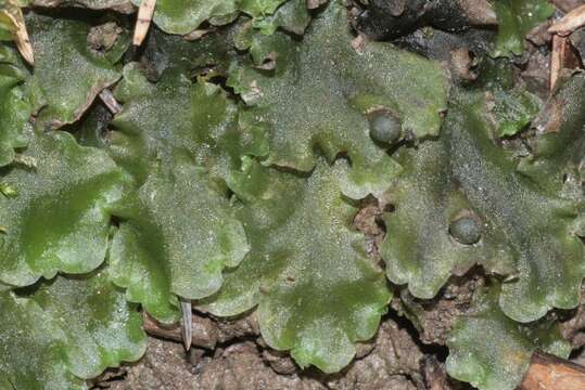 Image of overleaf pellia