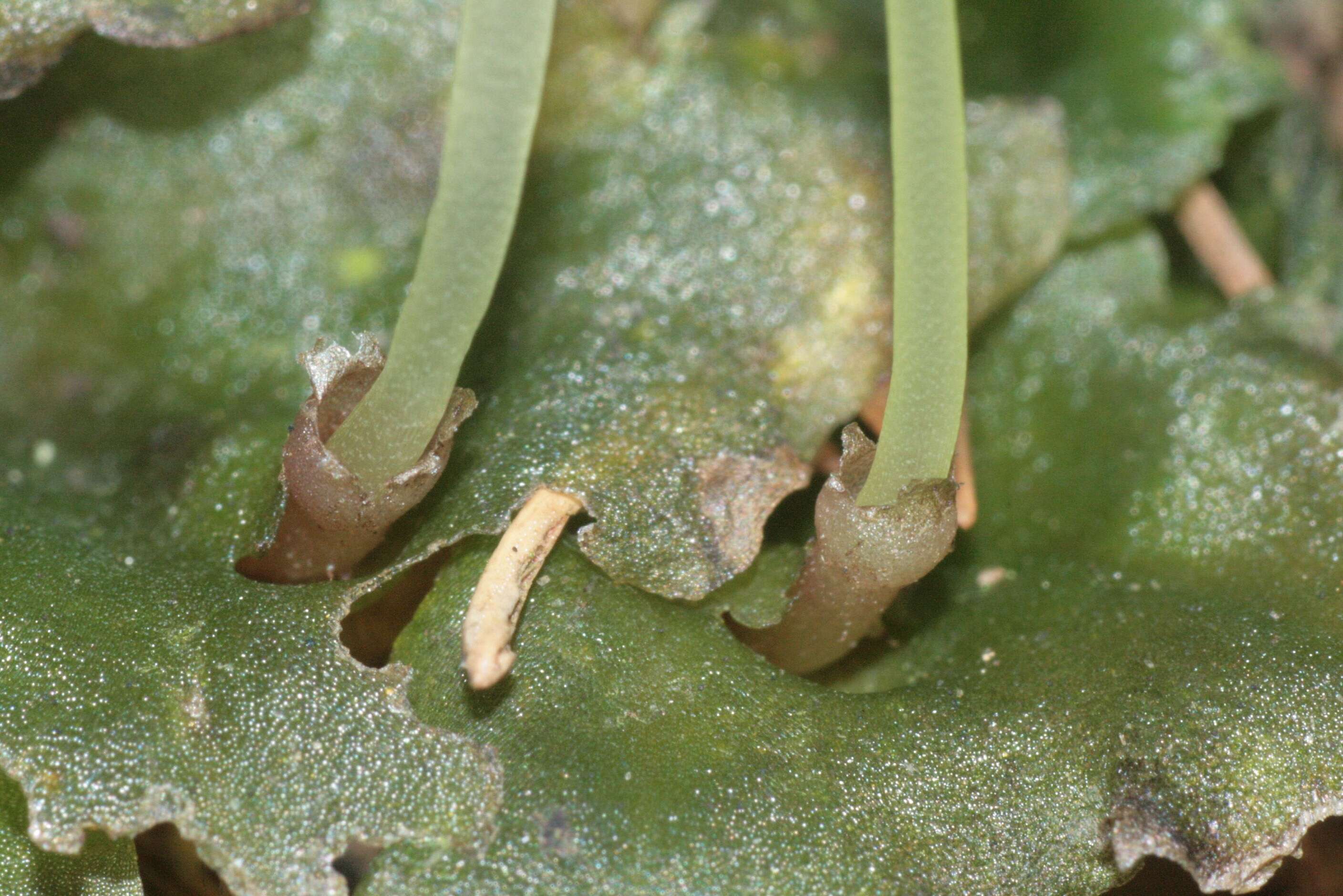 Image of overleaf pellia