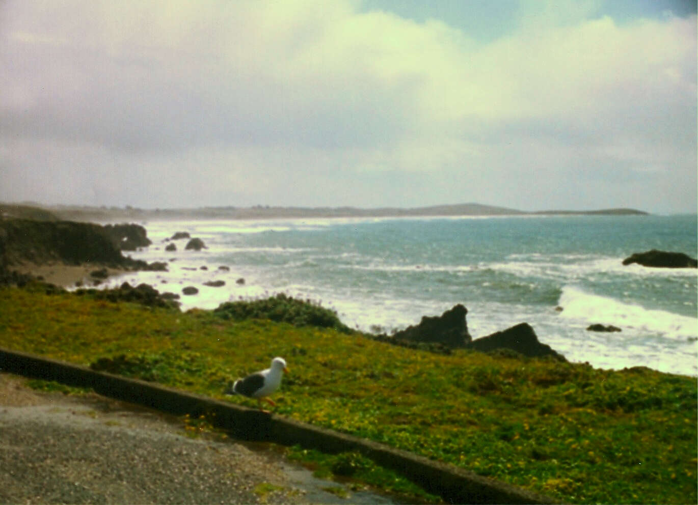 Image of Lesser Black-backed Gull