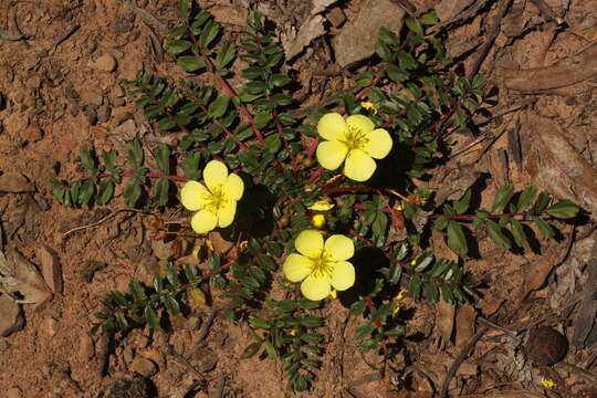 Imagem de Hypseocharis pimpinellifolia Remy