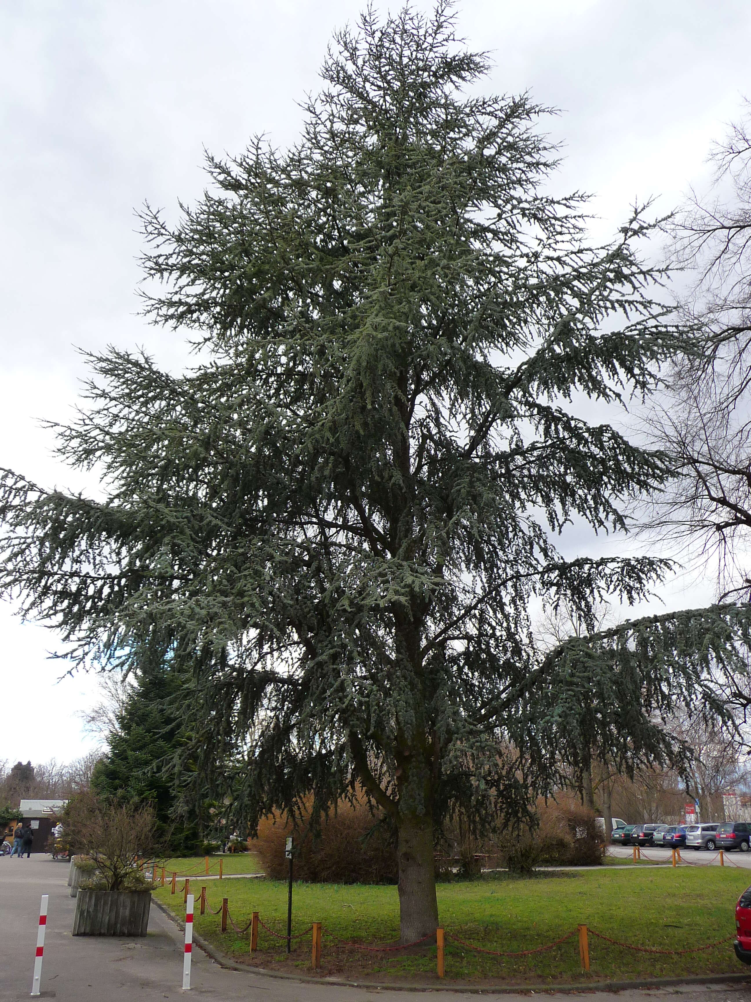 Image of Cedar of Lebanon