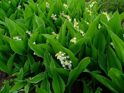 Image of convallaria