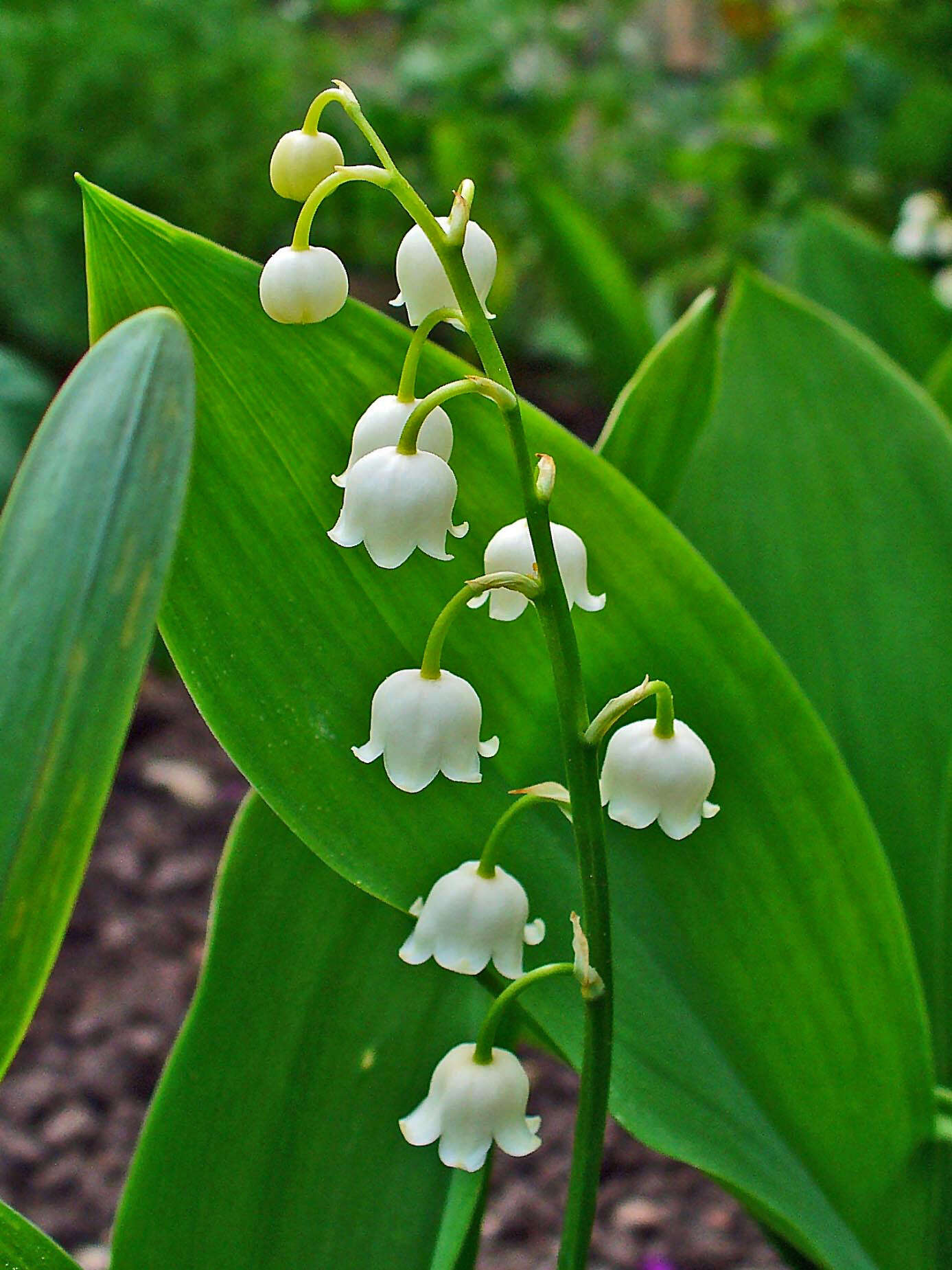 Image of convallaria