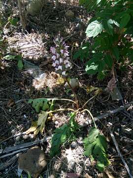 Image of Acanthus mollis subsp. platyphyllus Murb.