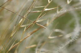 Image of Needle Grass