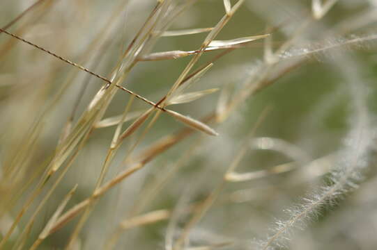 Plancia ëd Stipa lessingiana Trin. & Rupr.