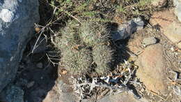 Image of Gymnocalycium reductum var. leeanum (Hook.) Papsch