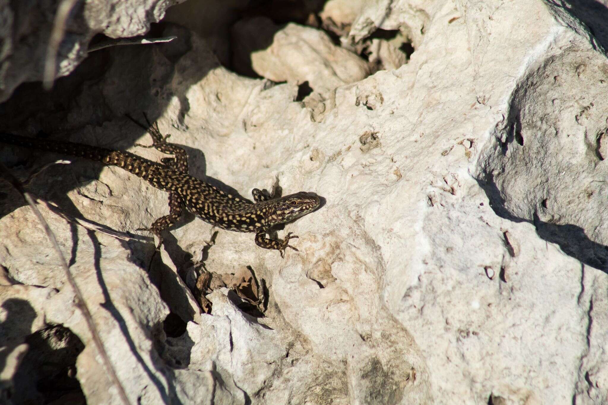 Imagem de Podarcis muralis maculiventris (Werner 1891)