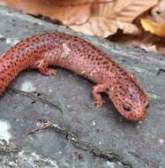 Image of Red Salamander