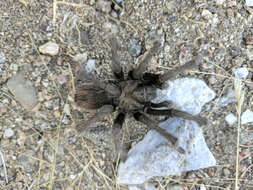 Image of Aphonopelma eutylenum Chamberlin 1940